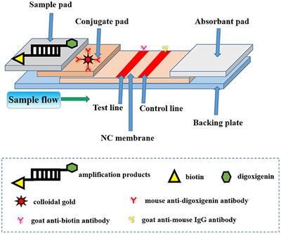 A Novel Lateral Flow Assay for Rapid and Sensitive Nucleic Acid Detection of Avibacterium paragallinarum